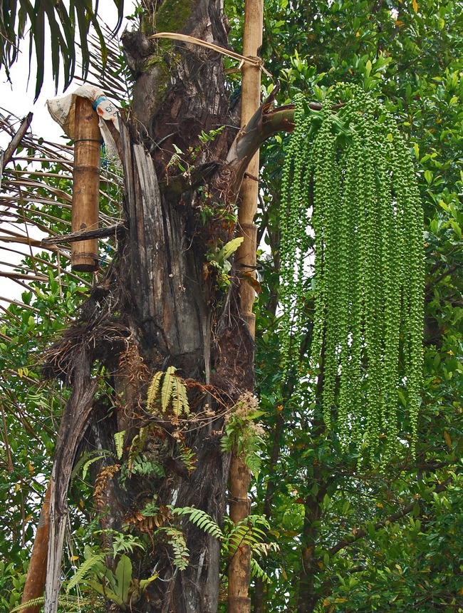 30 Tanaman Asli Indonesia