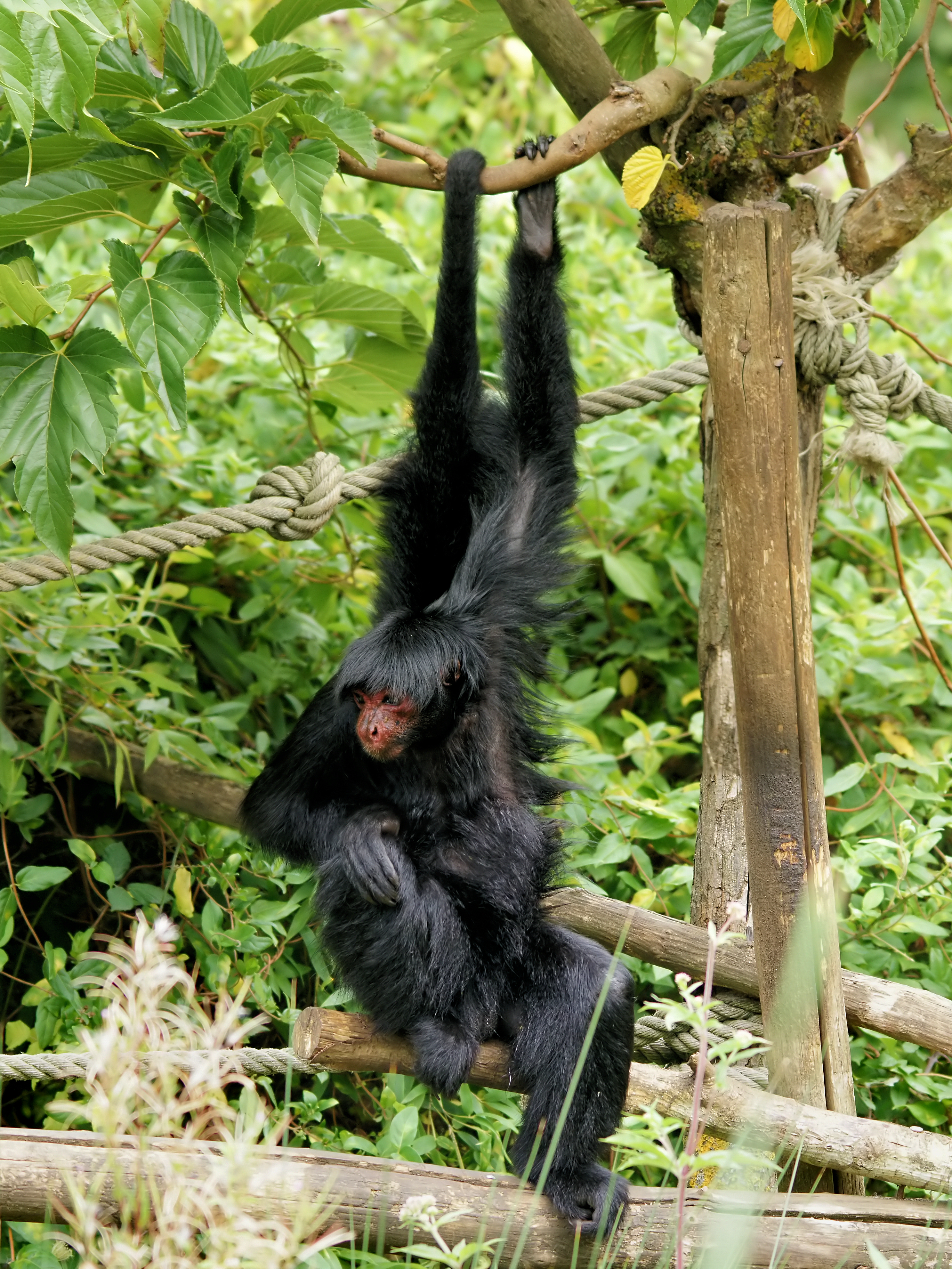 Macaco Aranha de Cara Vermelha / Red Faced Spider Monkey (Ateles