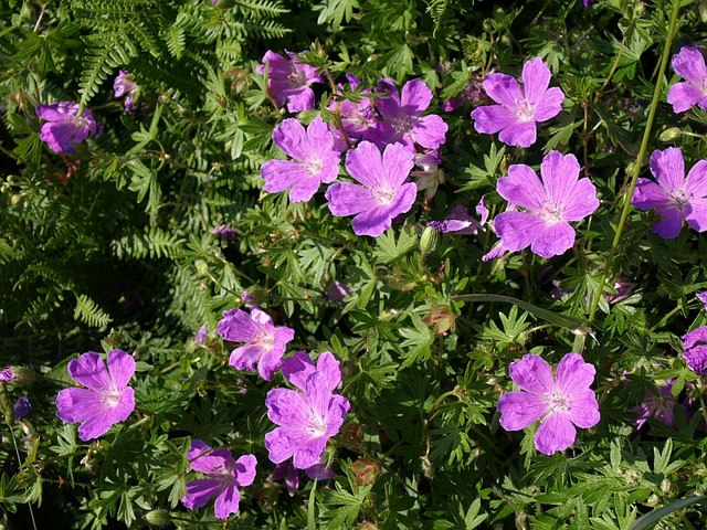 File:Bloody cranesbill above Elender Cove - geograph.org.uk - 845856.jpg