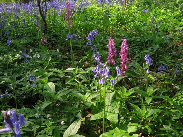 File:Bluebells and Orchids - geograph.org.uk - 1263717.jpg