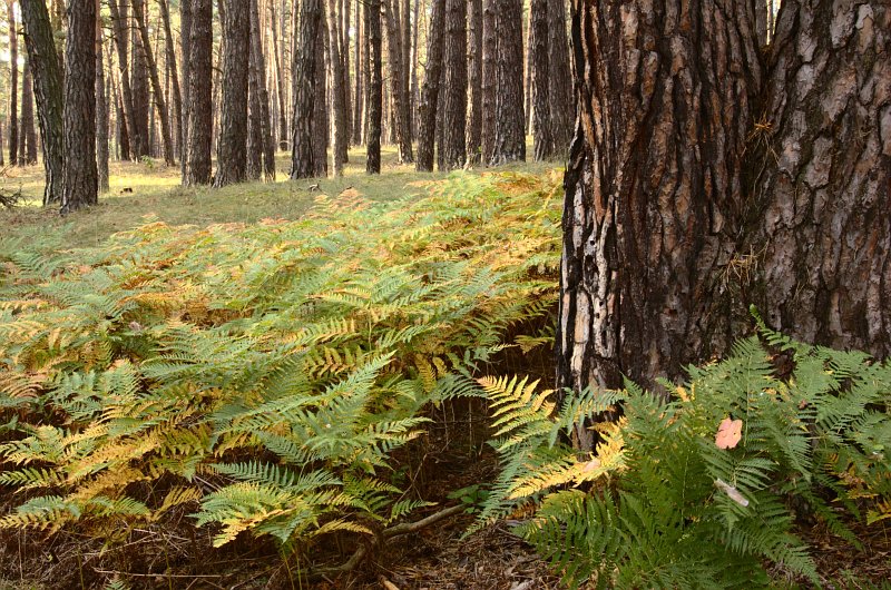 File:Bor lowland typical forest.jpg