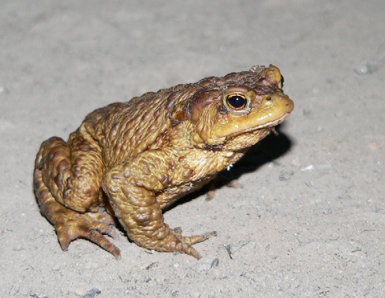 Bufo bufo(ropucha szara)