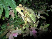 Descrição da imagem Bufo coniferus01.jpg.