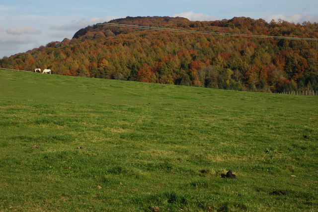 File:Bunjups Wood viewed from Duffield's Lane - geograph.org.uk - 606887.jpg