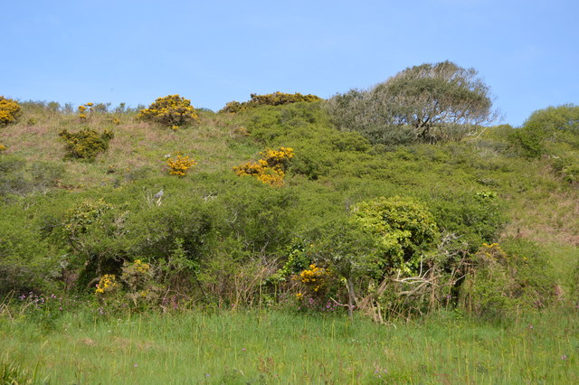 File:Bushes on the hillside - geograph.org.uk - 5537790.jpg