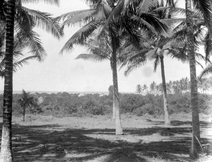 File:COLLECTIE TROPENMUSEUM Kokospalmen bij Toeban TMnr 10027786.jpg