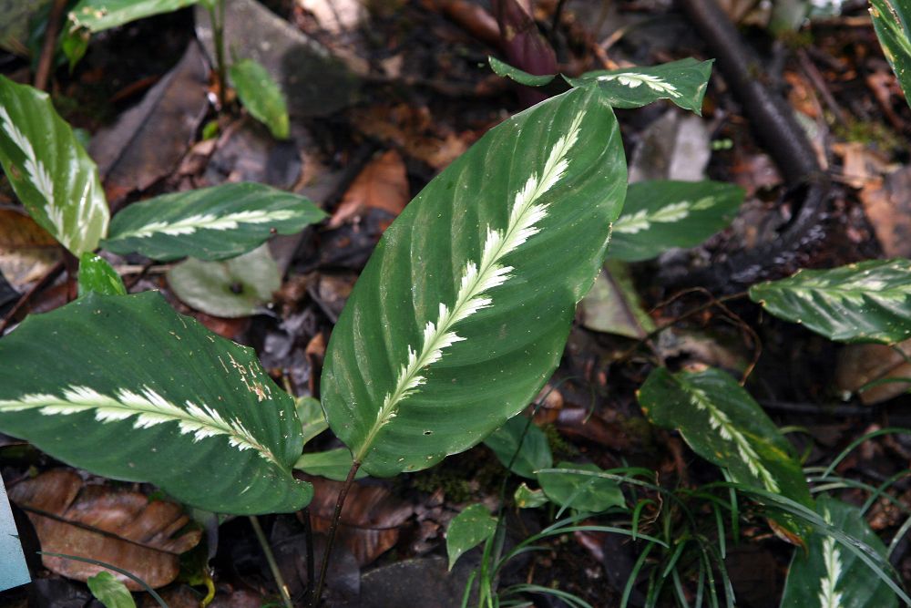 Калатея Луизы (Calathea louisae