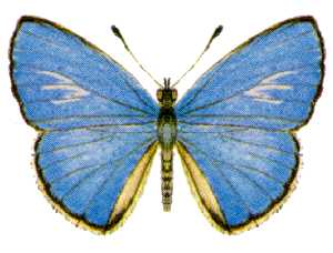 <i>Candalides helenita</i> Species of butterfly