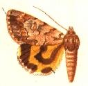 <i>Catocala praeclara</i>