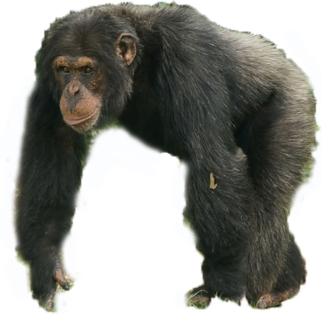 Troglodytes pan-chimpanzés ilustração stock. Ilustração de macaco -  202574292