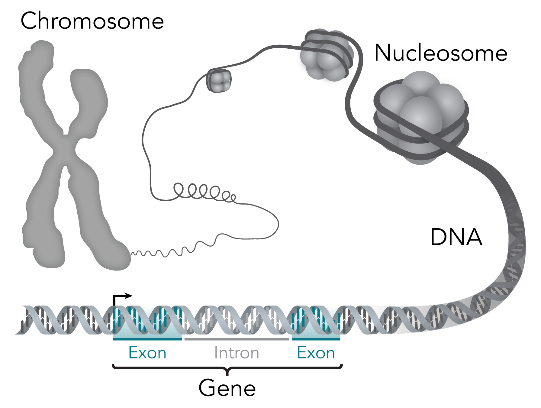 dna chromosomes