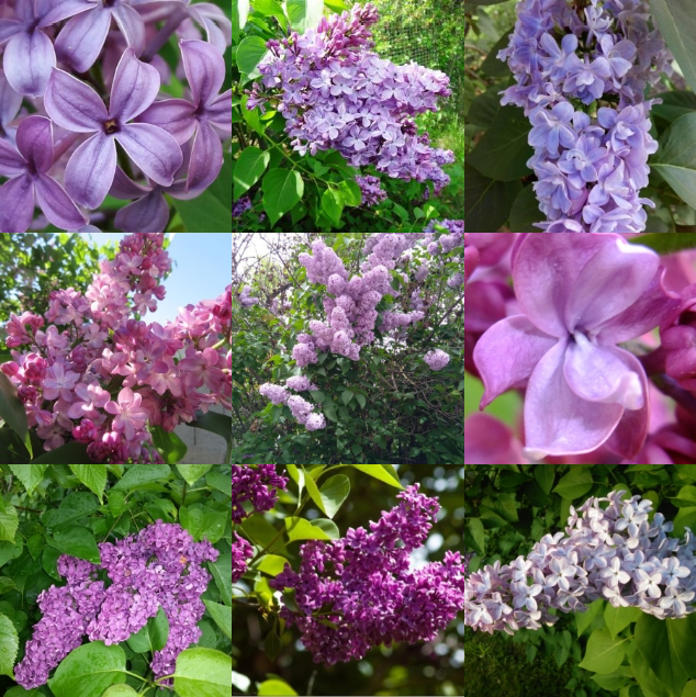 Violet Lilas Vert Clair Fleur Vert Clair Sur Fond Blanc Et Noir