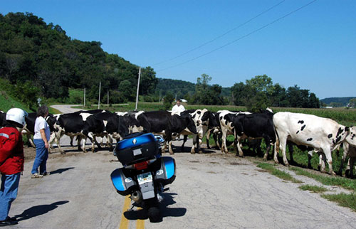 File:Cows-500.jpg