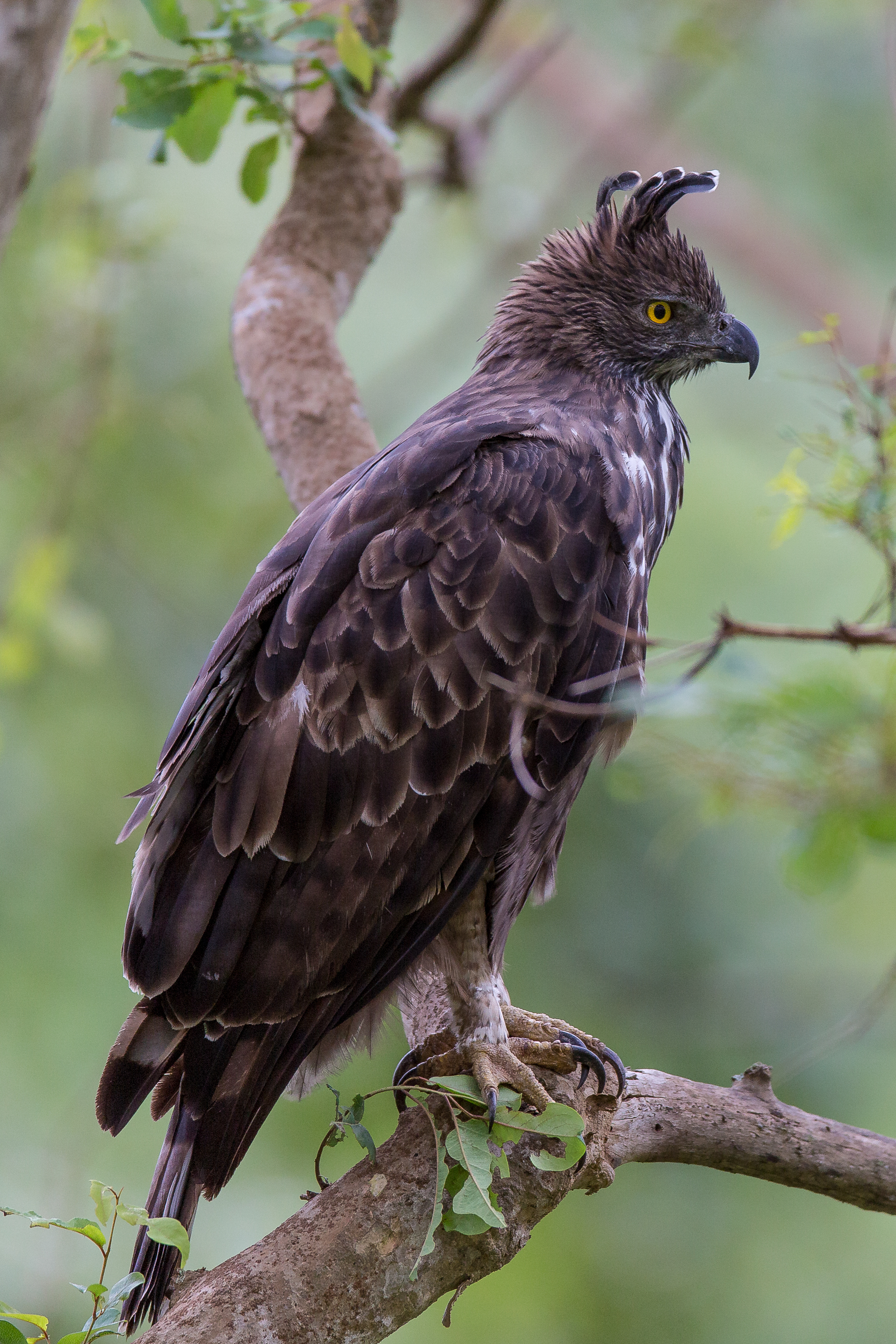 Nisaetus cirrhatus - Wikipedia, la enciclopedia libre