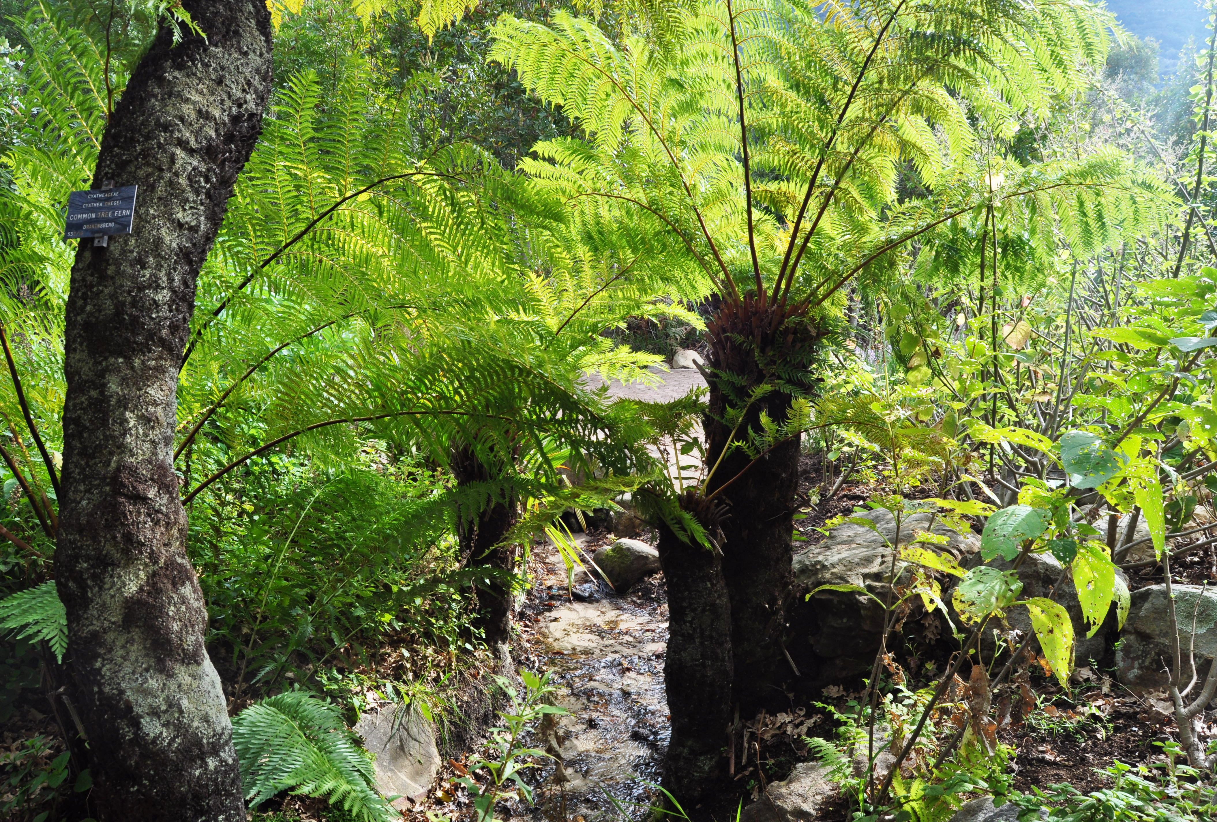 Cyathea dregei FileCyathea dregei Kirstenboschjpg Wikimedia Commons