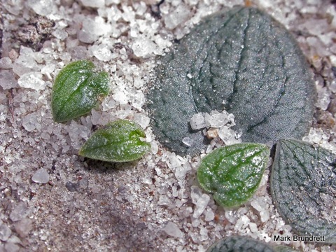 File:Drakaea isolata leaves.jpg