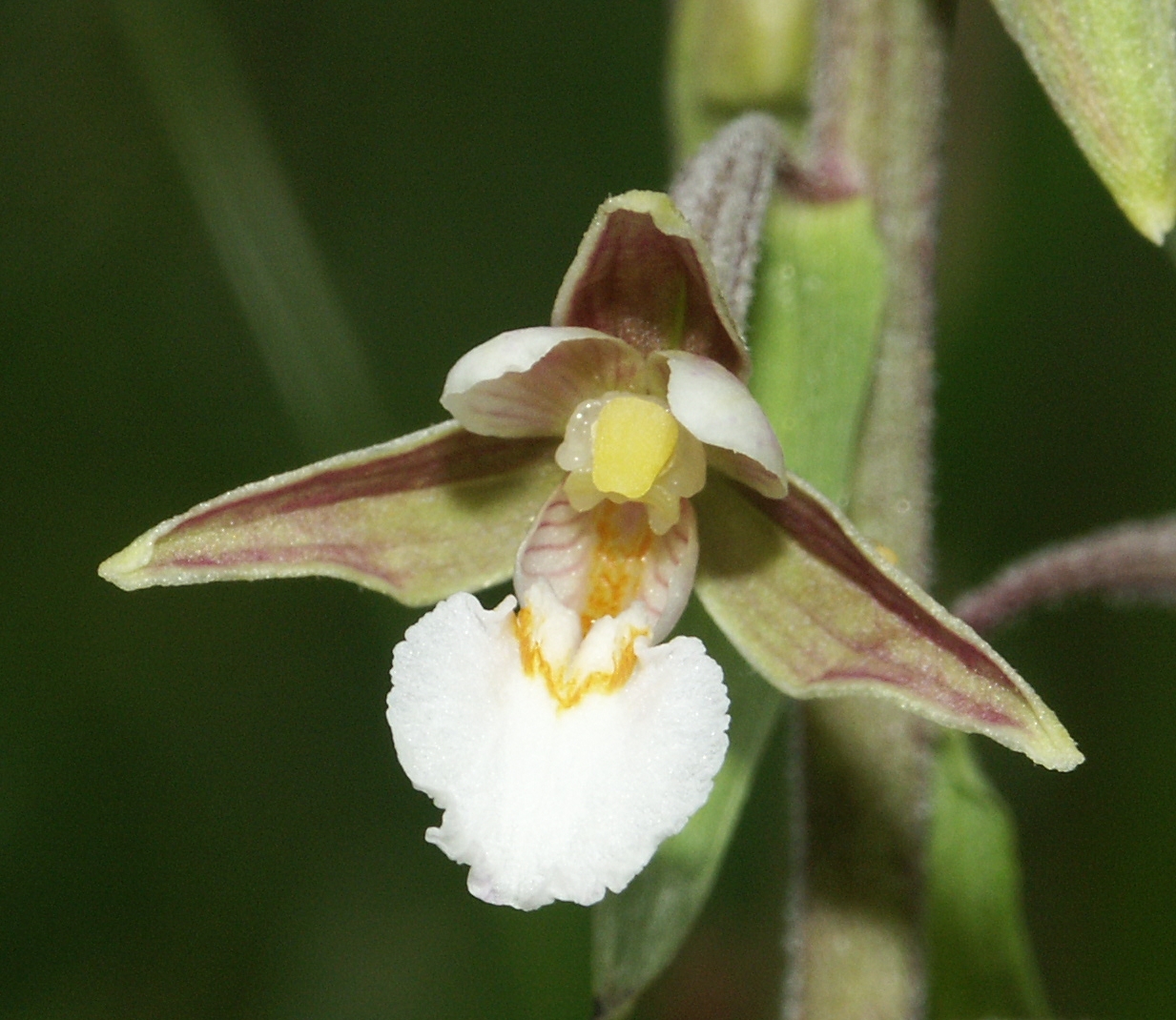 Дремлик болотный (Epipactis palustris)