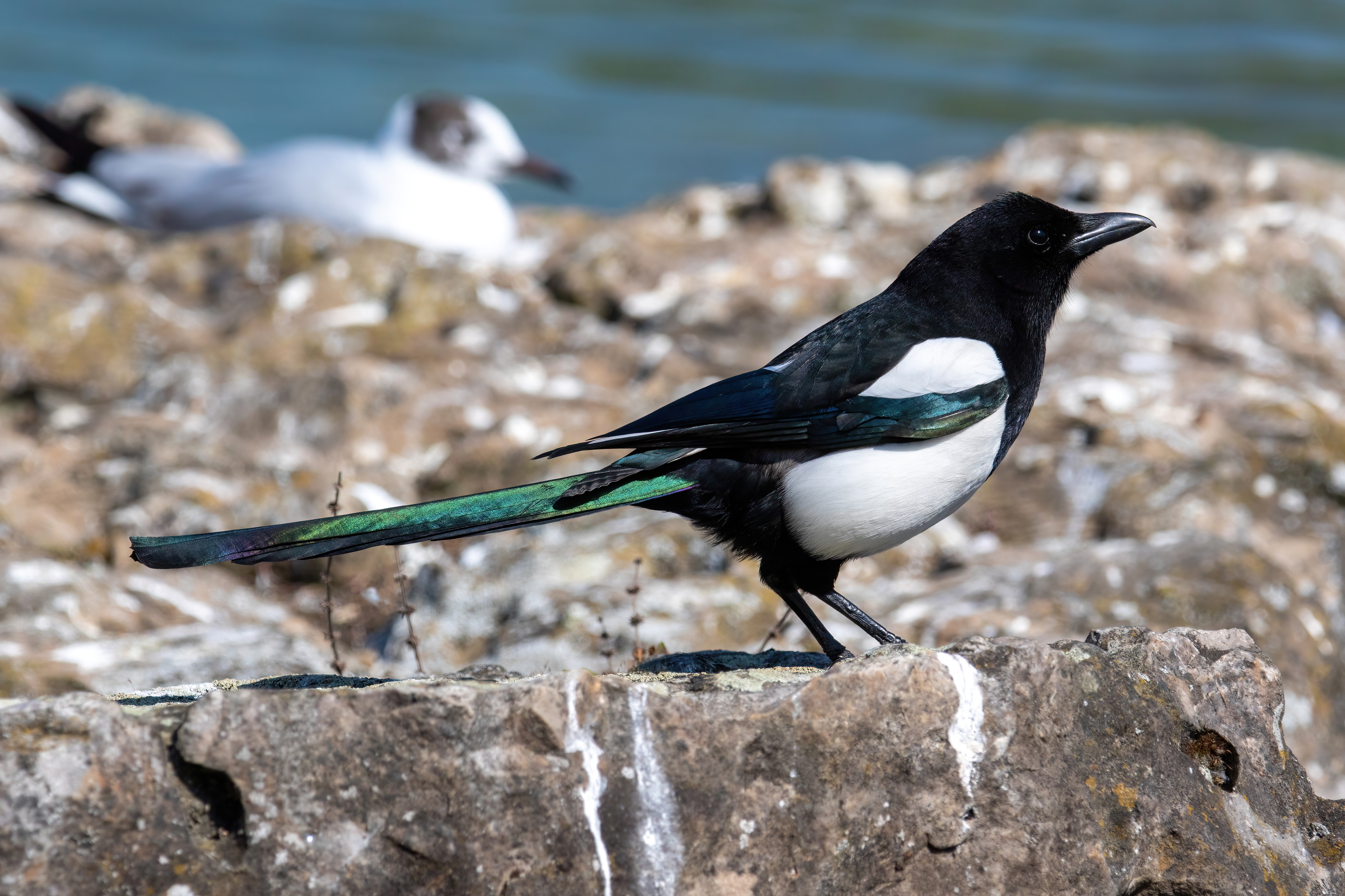 Eurasian magpie - Wikipedia