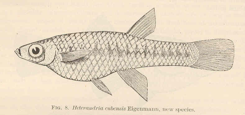 File:FMIB 40946 Heterandria cubensis Eigenmann, new species.jpeg