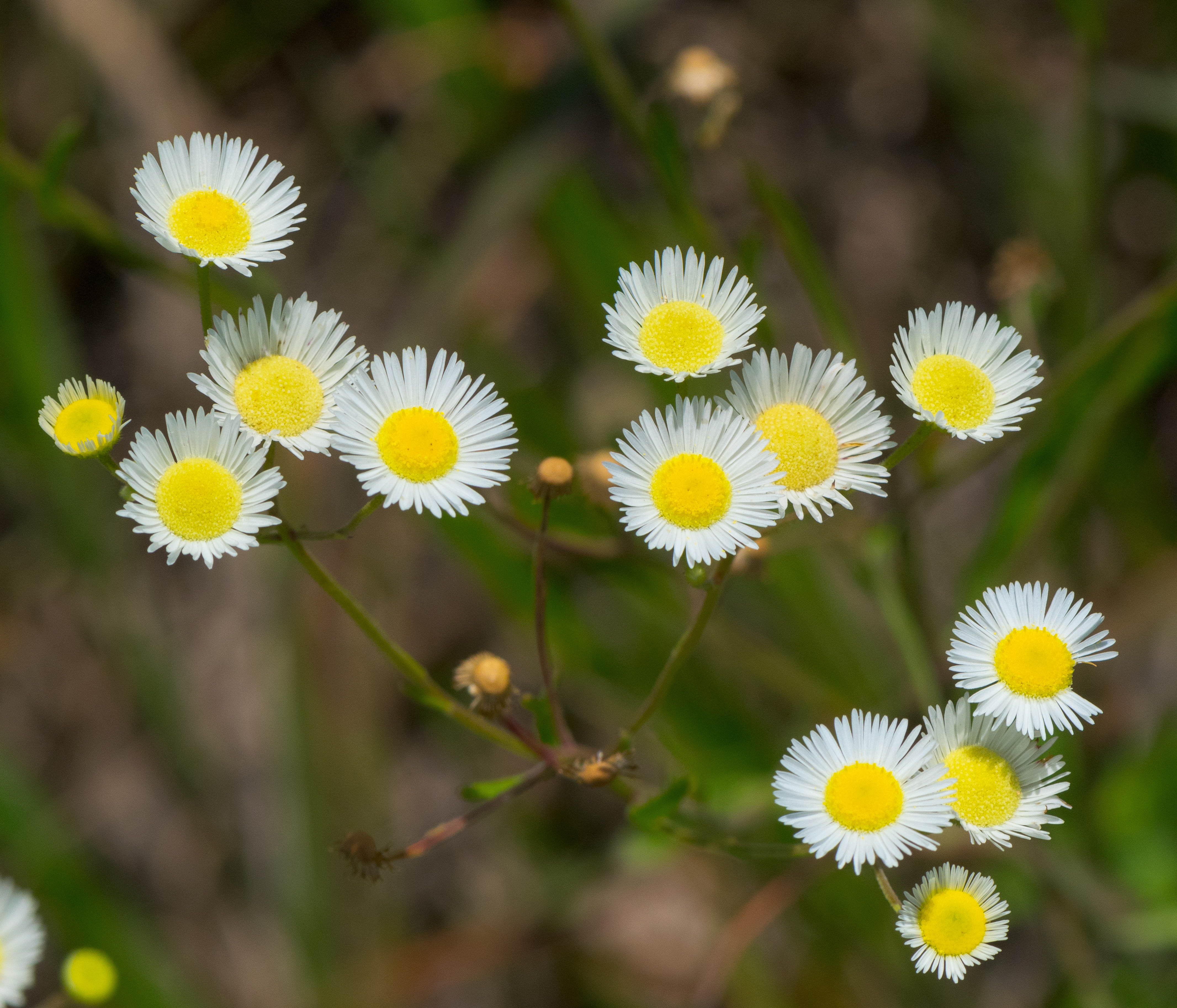 Erigeron macranthus Clear Blue русское название