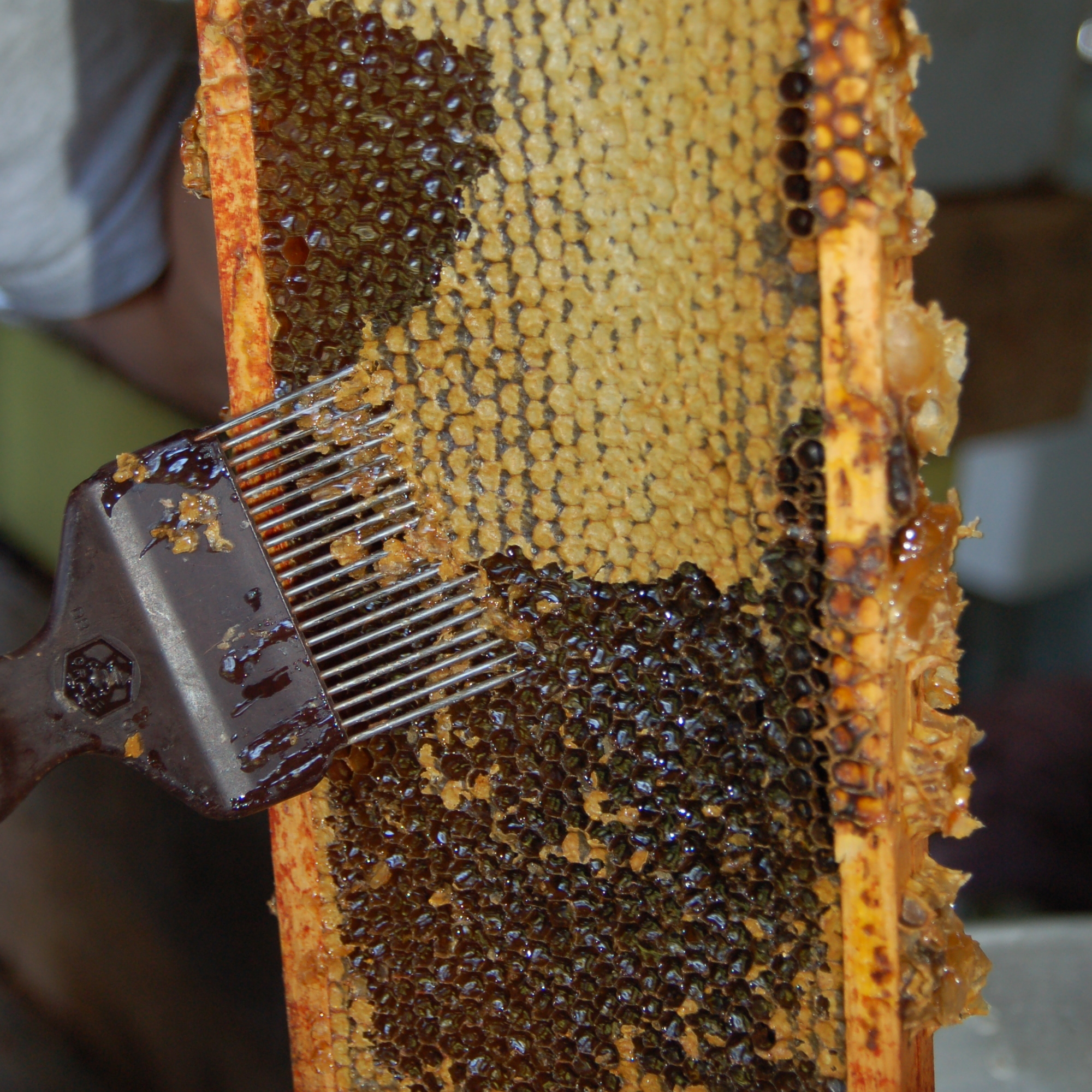 Ficheiro:Fork-Beekeeping.jpg – Wikipédia, a enciclopédia livre