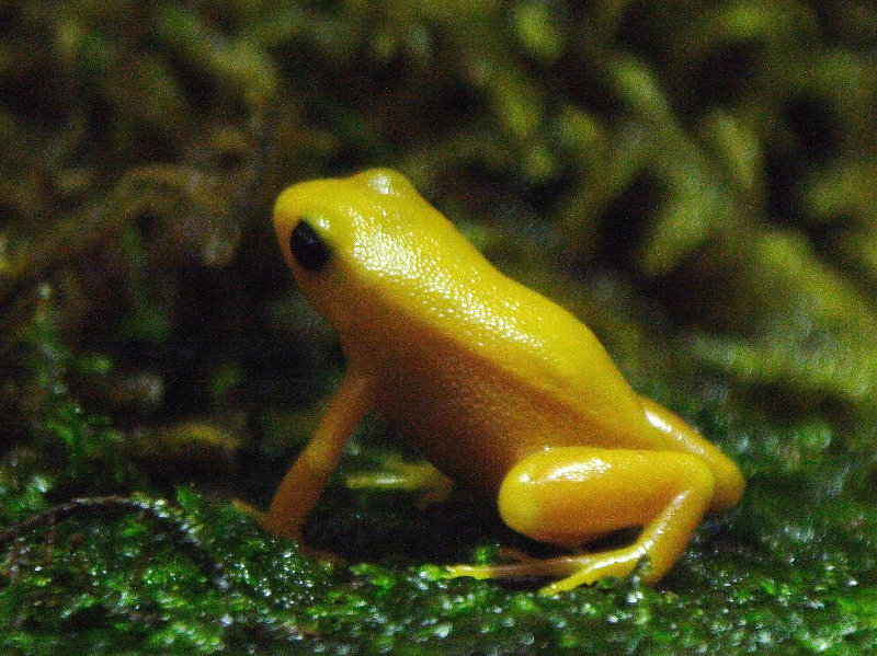 Golden mantella frog  Smithsonian's National Zoo and Conservation Biology  Institute