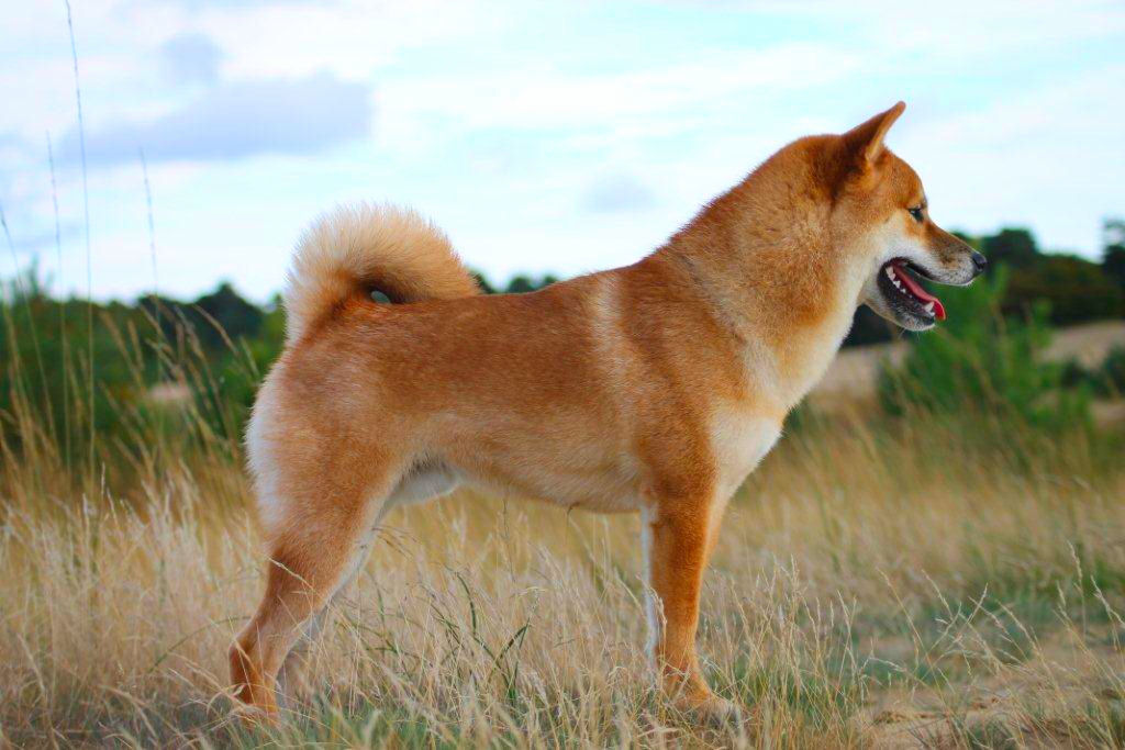 shiba inu informacion