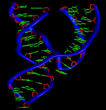 Каталитическая рнк. Рибозимы биохимия. Рибозим РНК. Ферментативная активность РНК. Рибозимы.. Синтетические рибозимы.