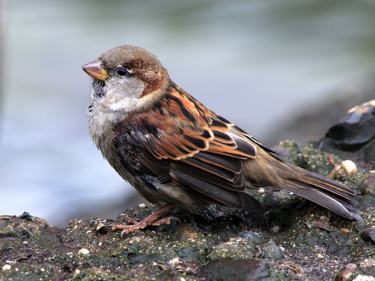 Haussperling (Passer domesticus)