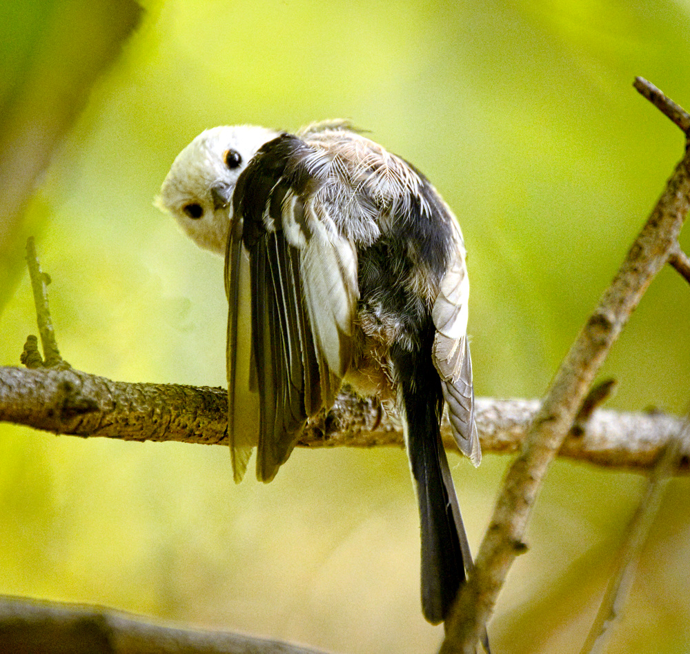 Hiding behind own wing (19926132128).jpg