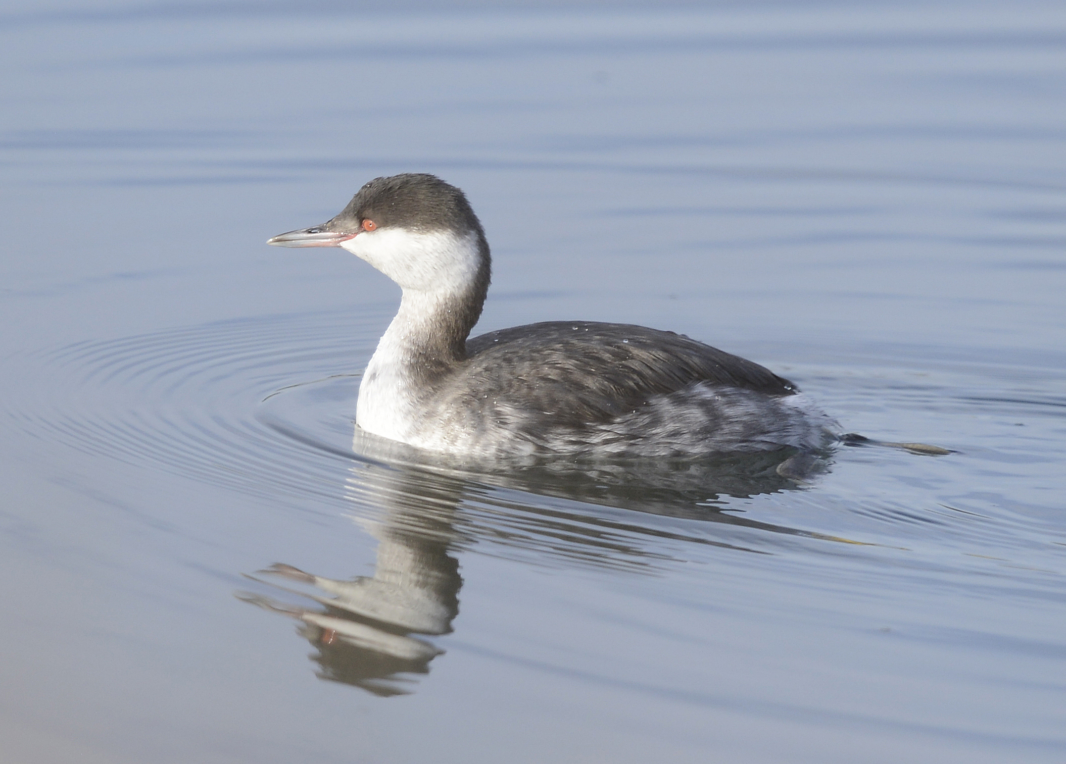 eared grebe winter