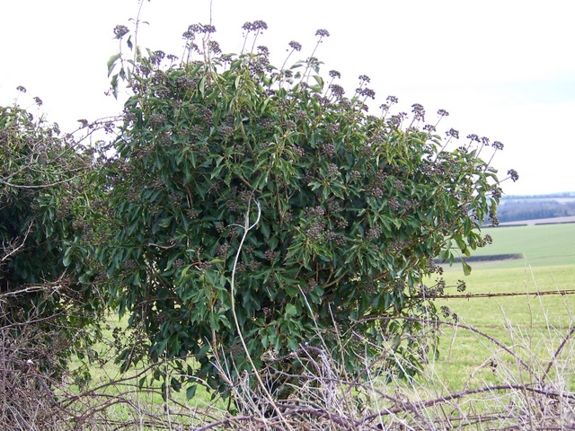 File:Ivy hedge near Pimperne - geograph.org.uk - 1718005.jpg