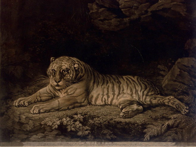 File:John Dixon Tiger.PNG