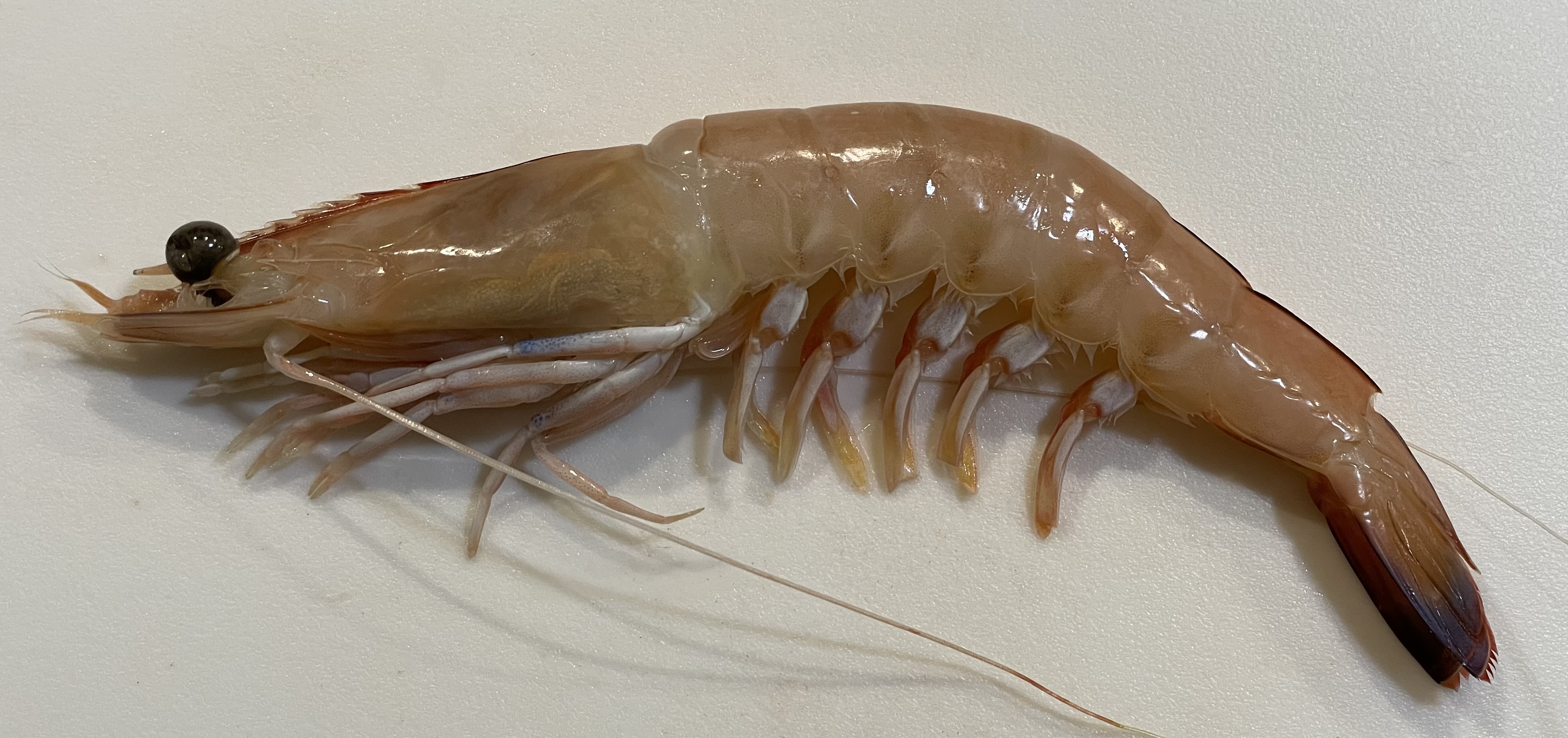 prawn