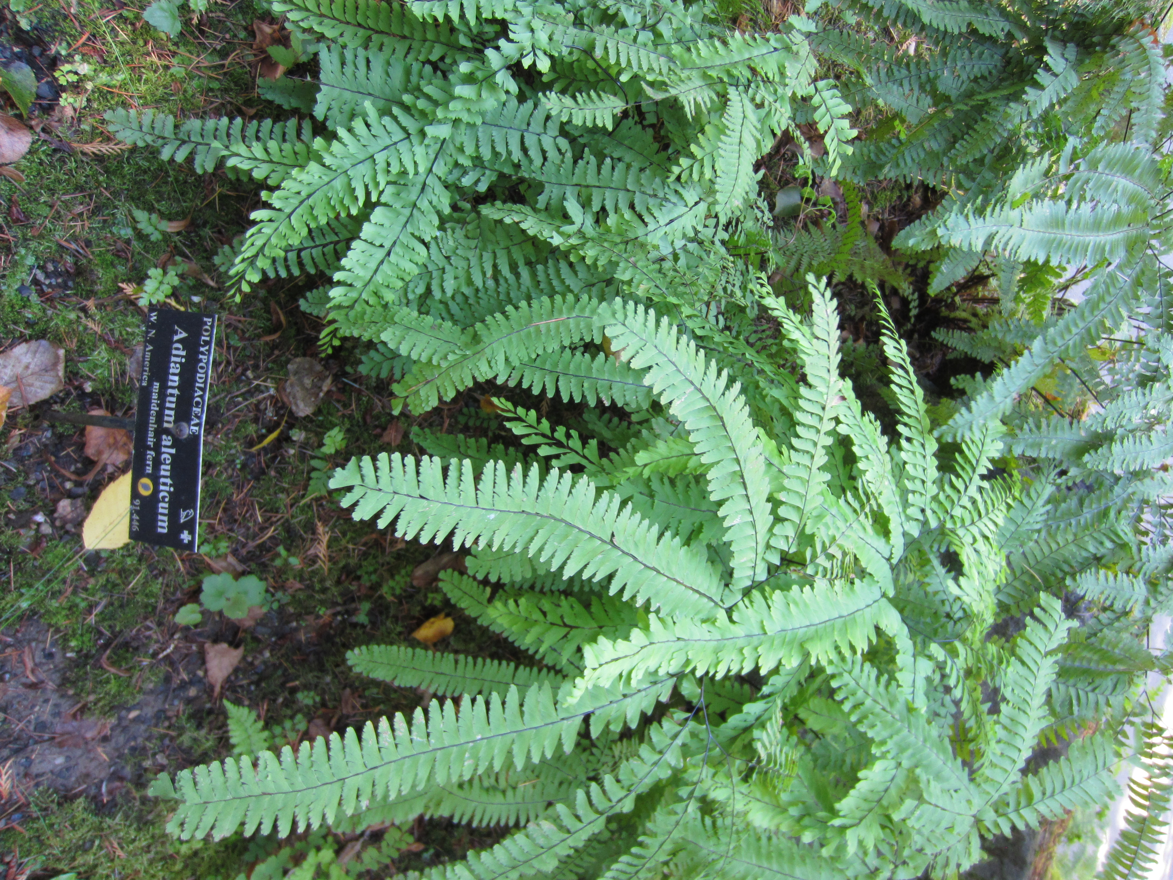 File Leach Botanical Garden Oregon 2013 14 Jpg Wikimedia