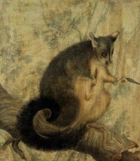 File:Louisa Atkinson - The Possum.jpg