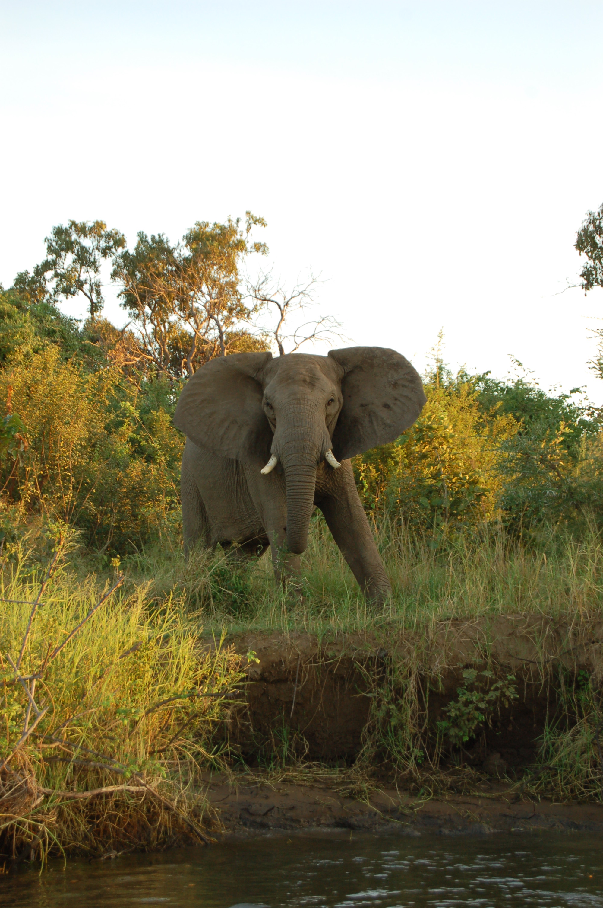 Lower Zambezi National Park - Wikipedia