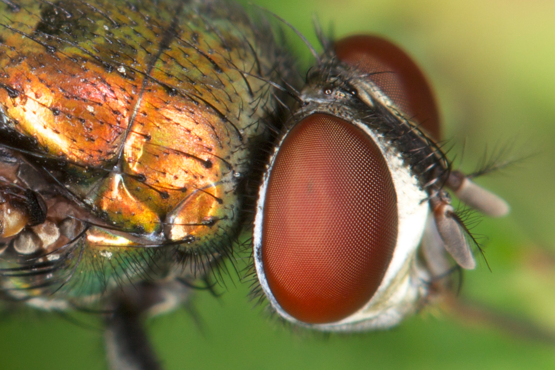 File:House Fly Eye Closeup (cropped).jpg - Wikipedia