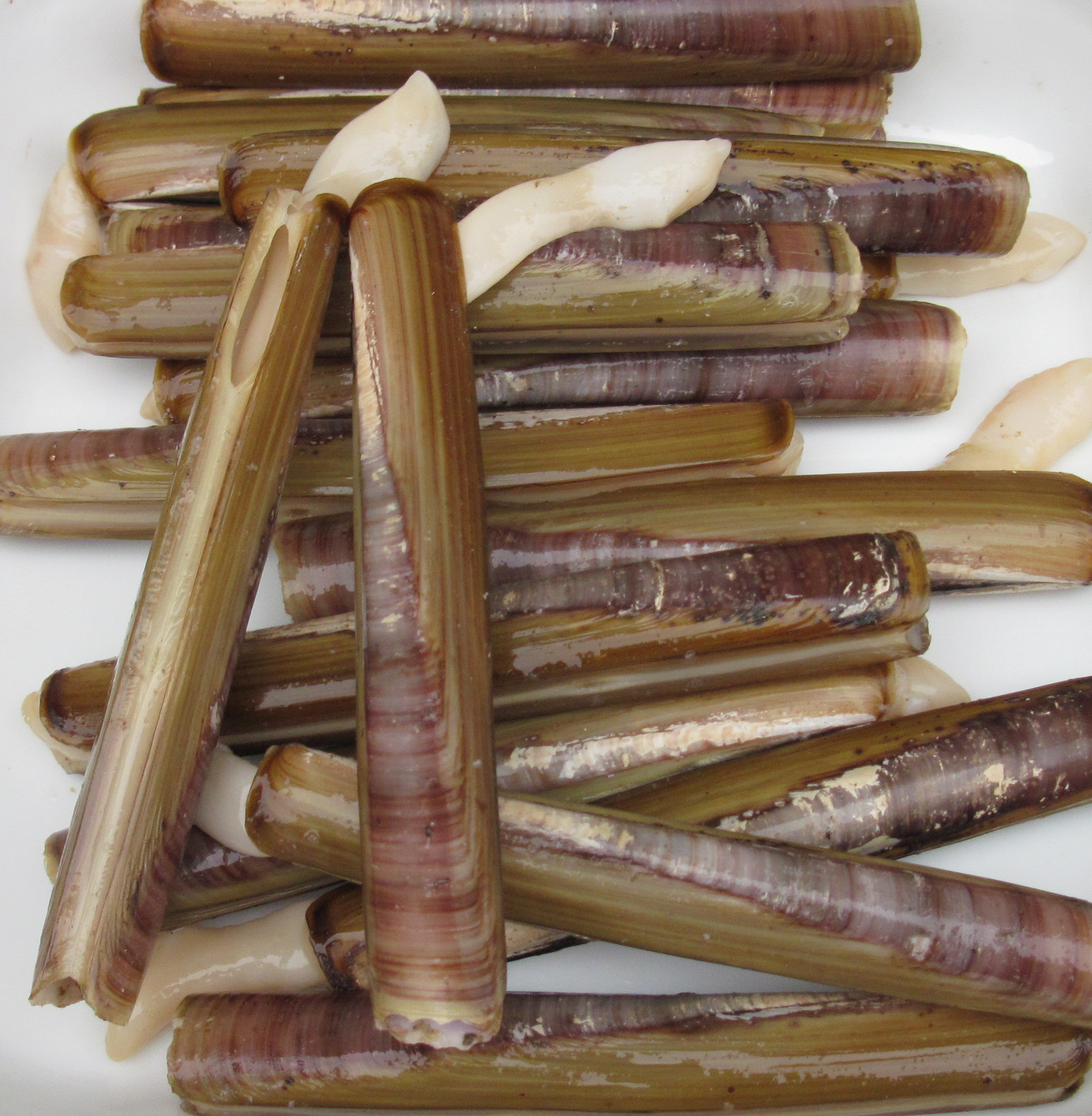 File:Manchots razor fish Jersey 2.jpg - Wikimedia Commons