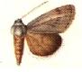 <i>Heliocheilus aleurota</i> Species of moth