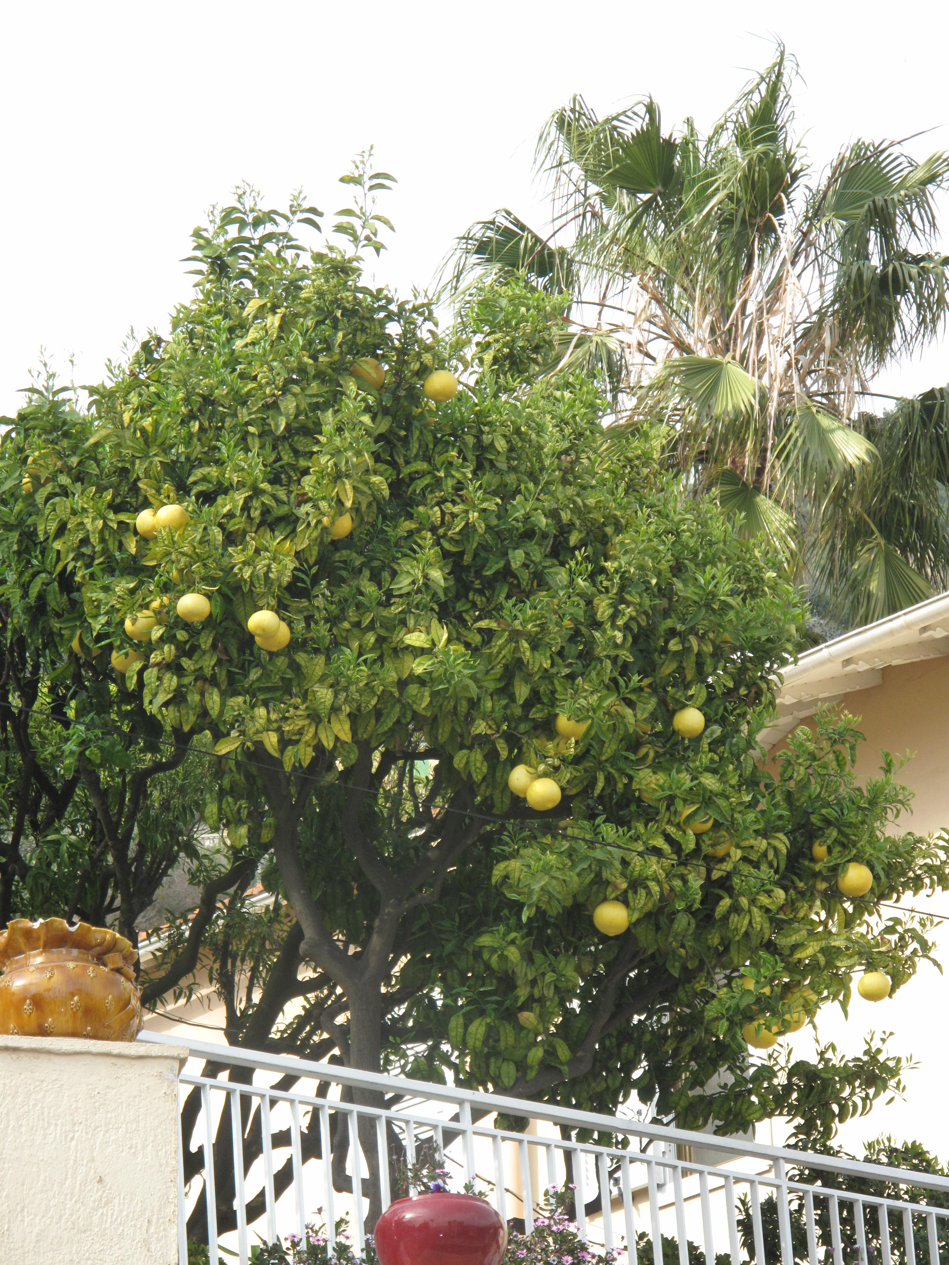 pomelo tree