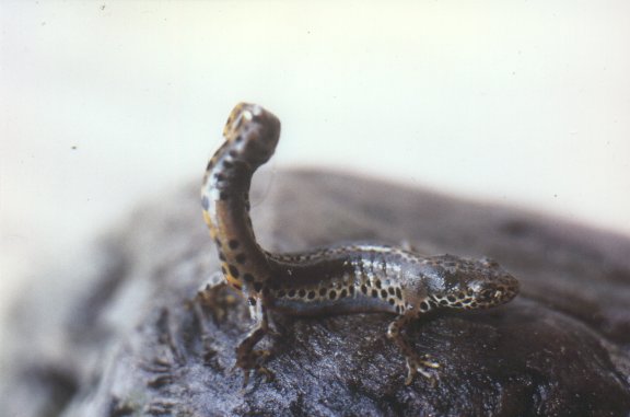 File:Mesotriton alpestris apuanus01.jpg