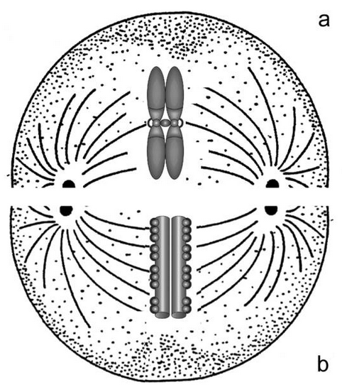 File:Mono- and holocentric chromosomes.png