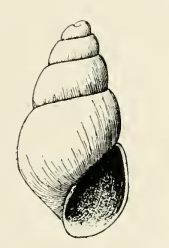 <i>Odostomia pratoma</i> species of mollusc