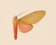 <i>Paranerita rosacea</i> species of insect