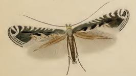 <i>Parornix torquillella</i> Species of moth