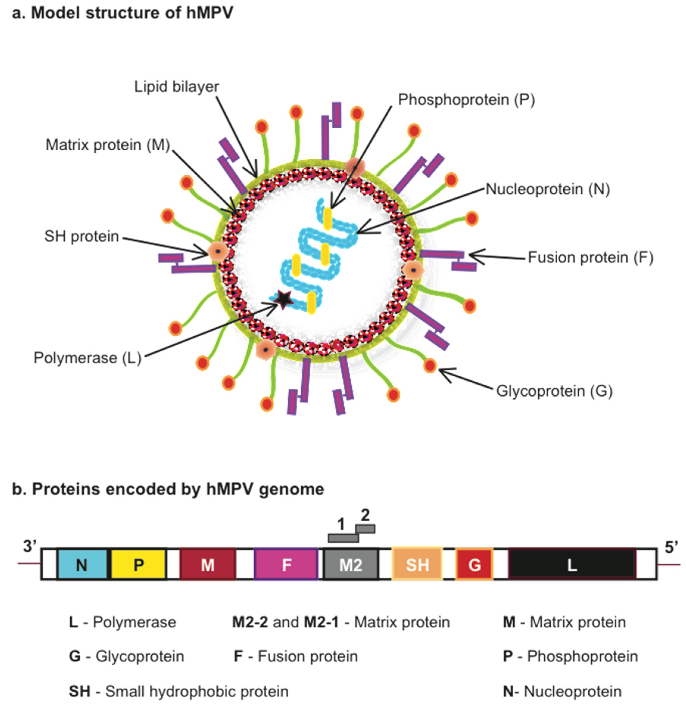 Human metapneumovirus