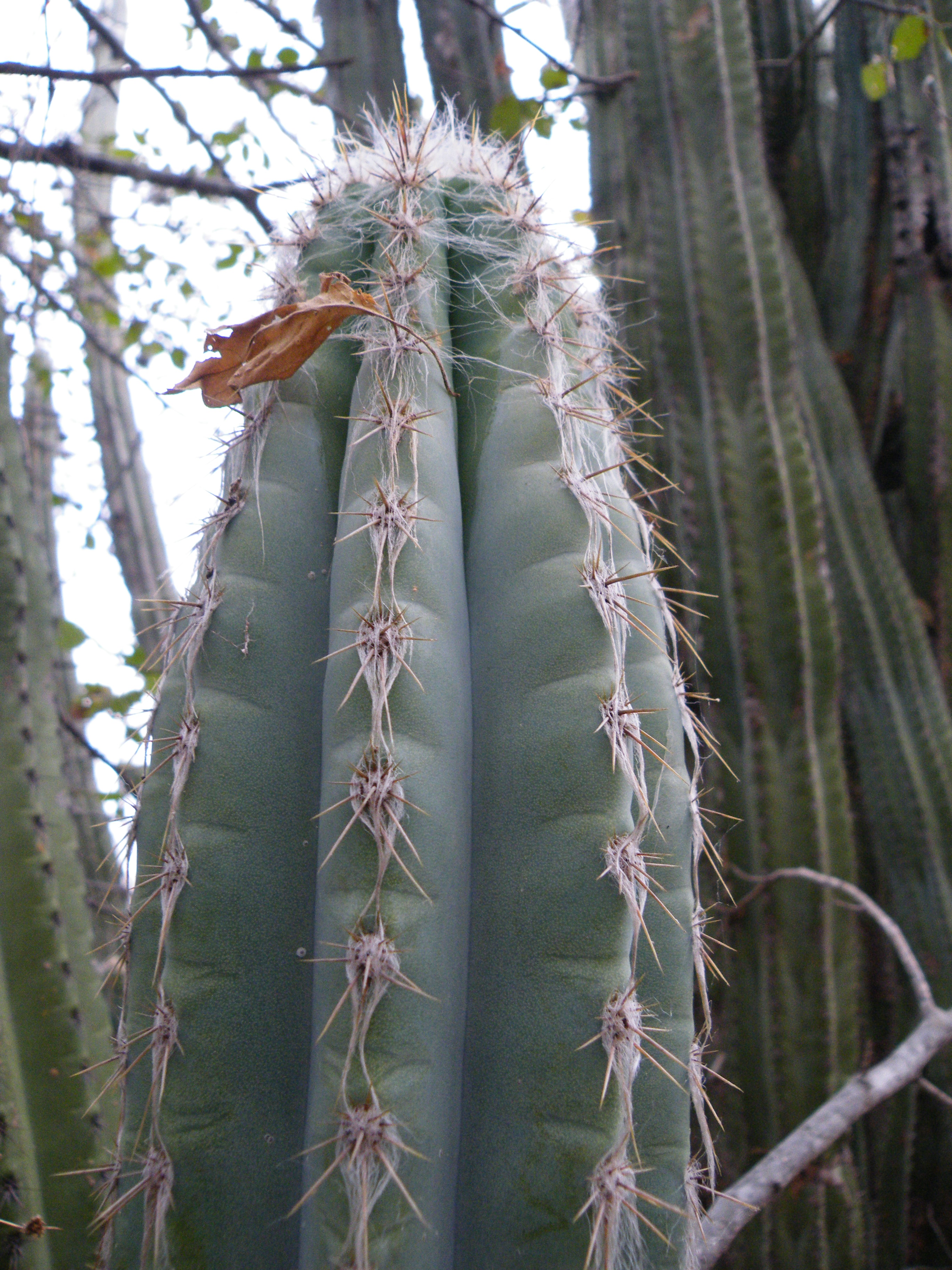 Image result for Pilosocereus quadricentralis  wikipedia