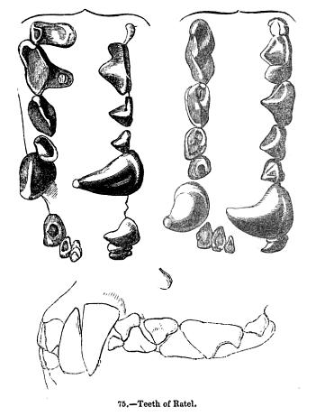 File:Ratelteeth.jpg