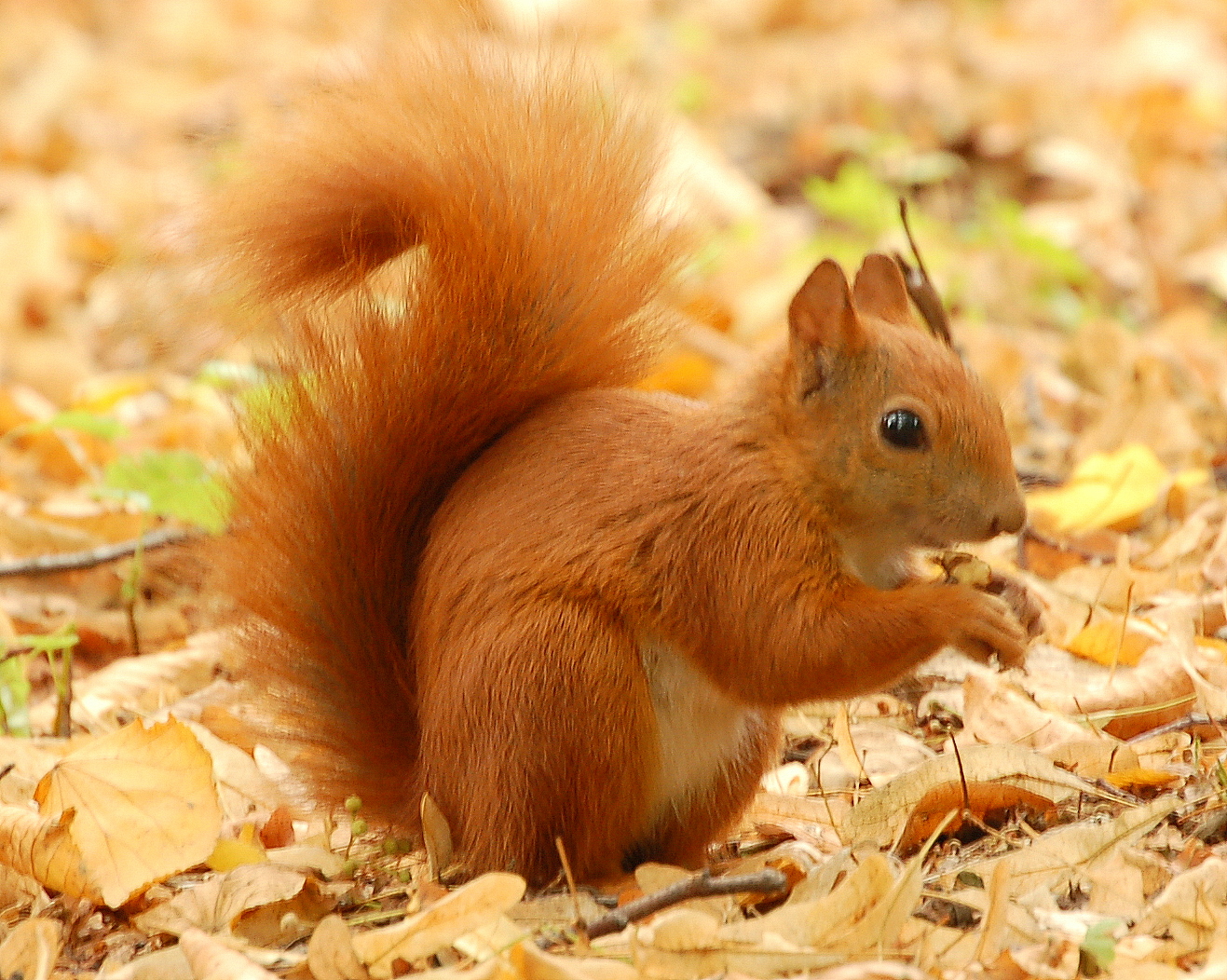 FileRed Squirrel Lazienki.JPG Wikimedia Commons